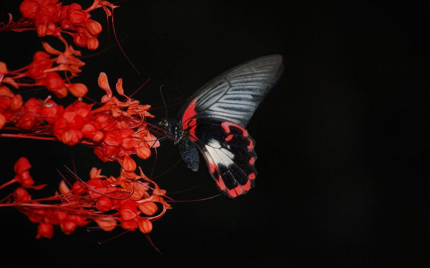 一隻黑、紅、白蝴蝶在紅花上，背景是黑色。