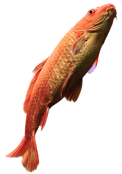 紅龍魚黑色背景 壁紙