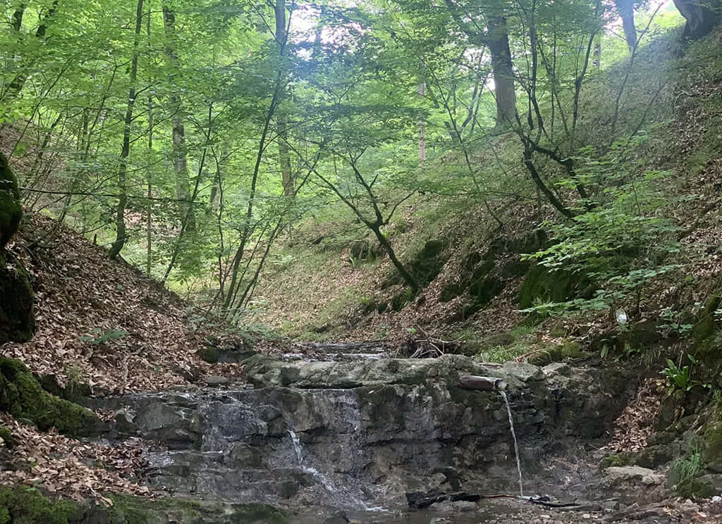 一條小溪在茂密的綠色森林中流過岩石。