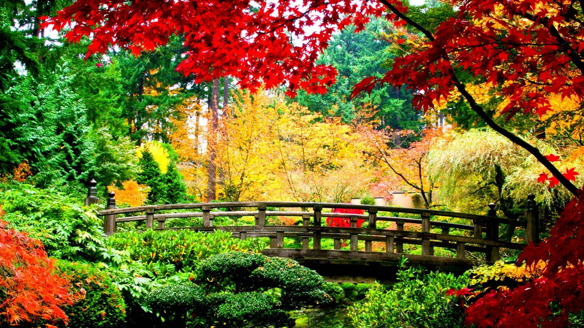 納米島秋日風景 壁紙 — 一座木橋拱起在寧靜的花園上，周圍環繞著鮮紅和金黃色的秋葉。