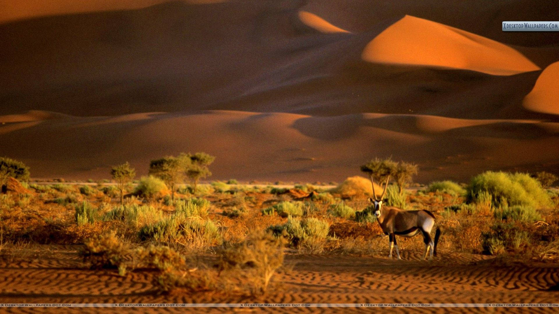 納米比亞 Gemsbok（oryx）動物 壁紙 — 一頭孤獨的羚羊站在金色沙丘和稀疏的綠色灌木叢中，沐浴在溫暖的沙漠光線下。
