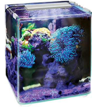 納米礁石水族箱佈置 壁紙 — 一個充滿活力的立方體水族箱，在深色背景下，紫色岩石上佈滿發光的藍色和綠色珊瑚形成。