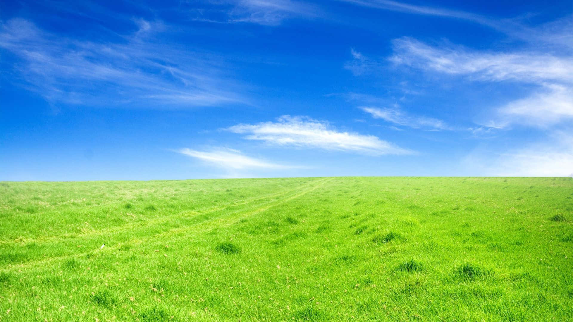 純淨草地與藍天背景 壁紙 — 廣闊的翠綠草地，在晴朗藍天和縷縷白雲下延伸。