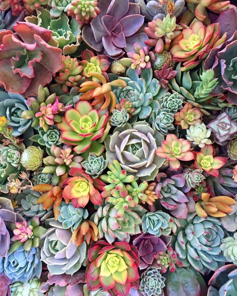 純淨鮮豔多肉植物照片 壁紙 — 各種多肉植物的鮮豔特寫，呈現粉紅、綠色、藍色和紫色的豐富色調，形成茂密且富有質感的馬賽克。