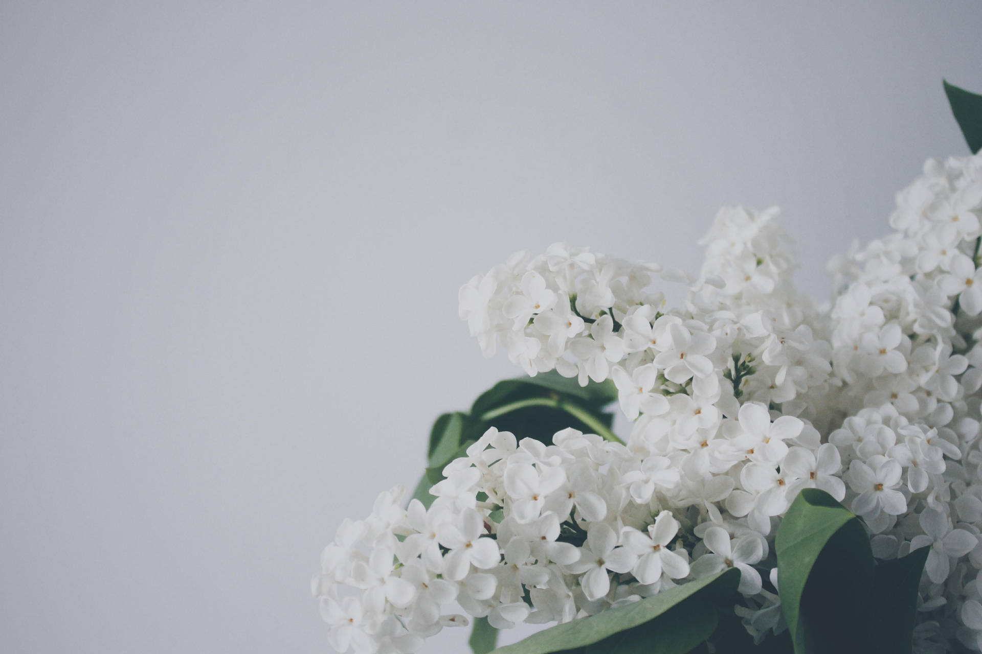 白色丁香花與綠葉的極簡構圖。