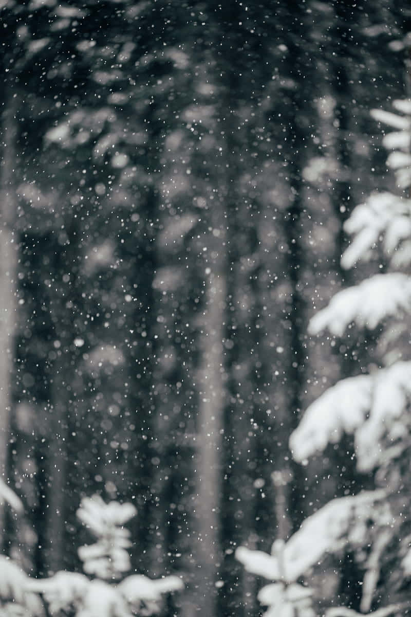 雪落在黑暗森林的樹枝上