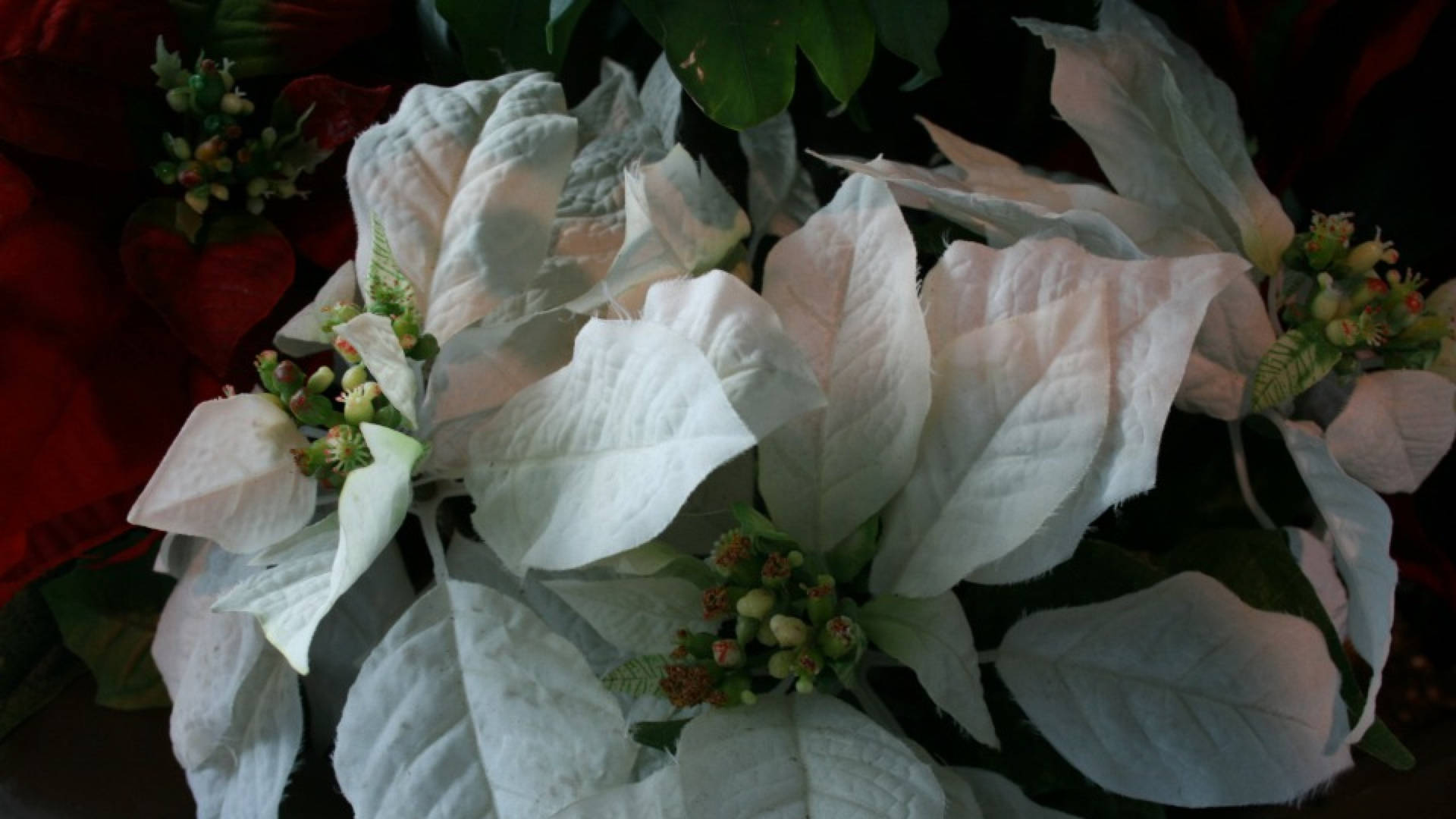 白色聖誕紅植物，帶有綠色中心和深色葉子。