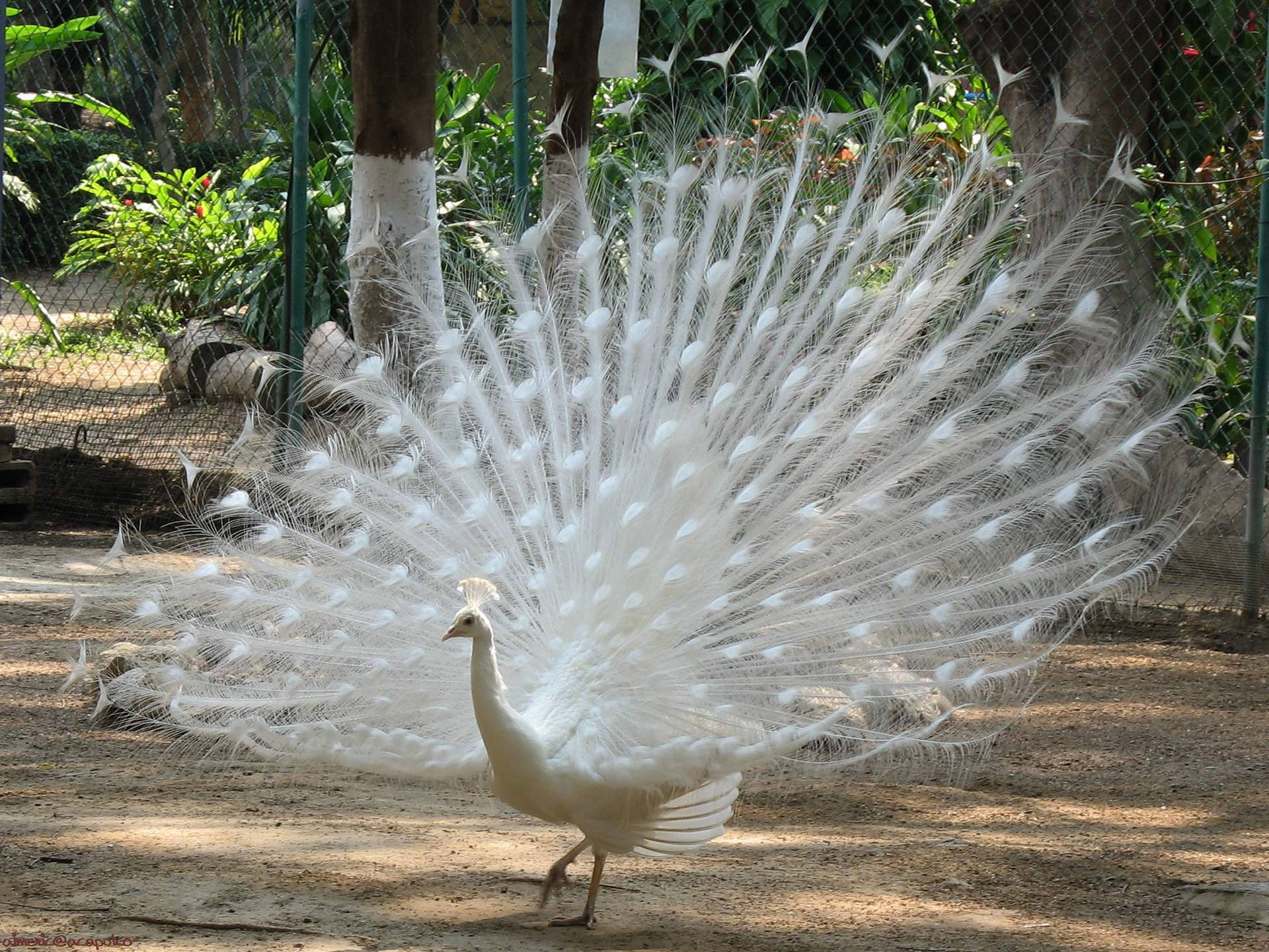白孔雀在動物園圍欄內展開尾羽。