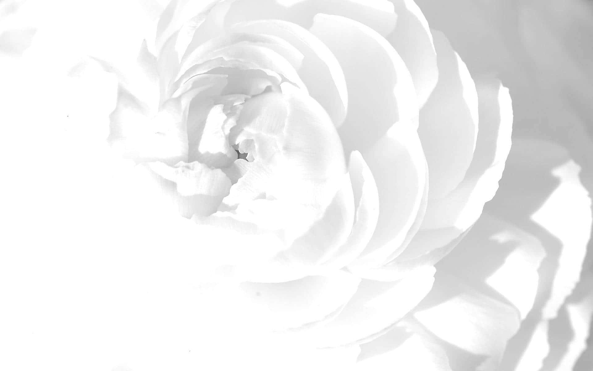 「純白實心背景，為您打造空白畫布」 壁紙 — 一朵白色花朵的高對比度黑白特寫，帶有精緻層疊花瓣和柔和陰影。