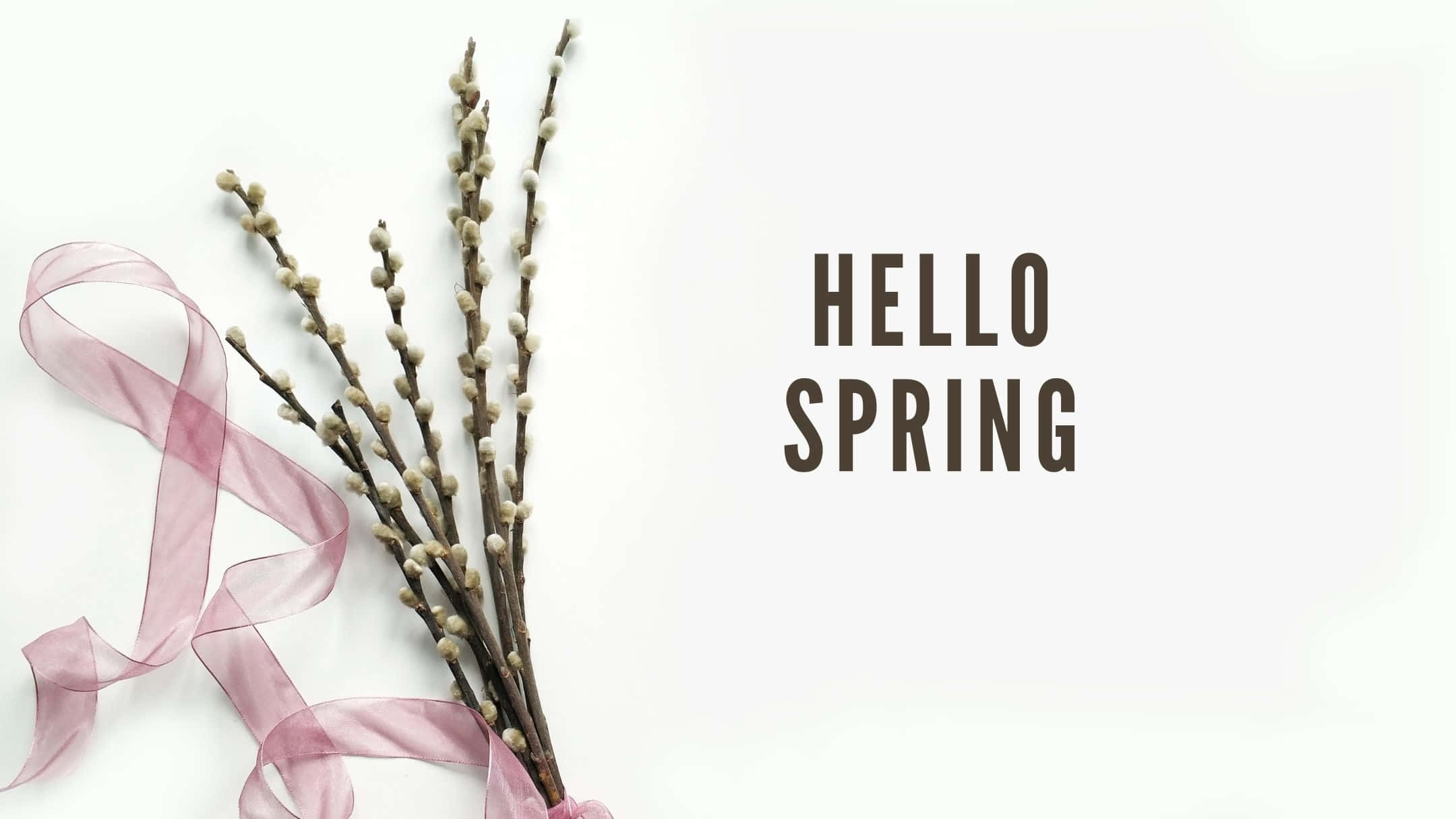 柳枝、粉紅色絲帶和hello spring文字在白色背景上
