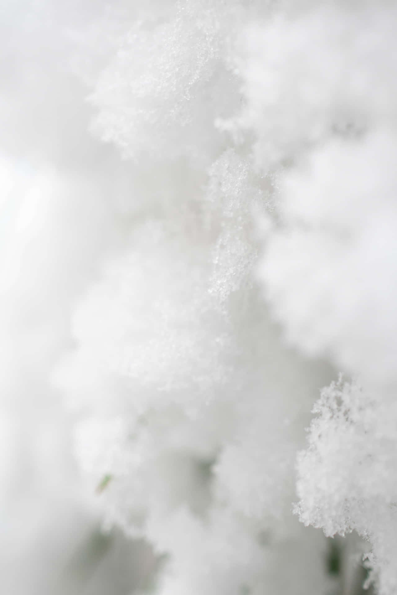 冬日場景中積雪覆蓋樹枝的特寫。