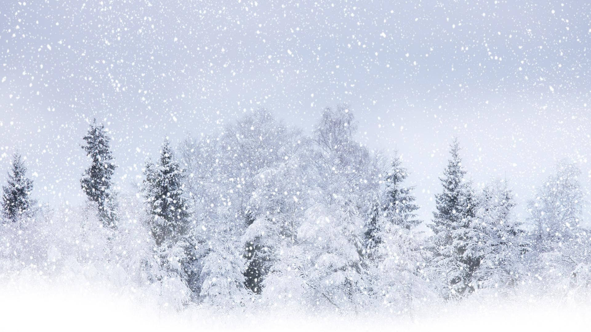 冬日森林中積雪的常綠樹與飄落的雪花。
