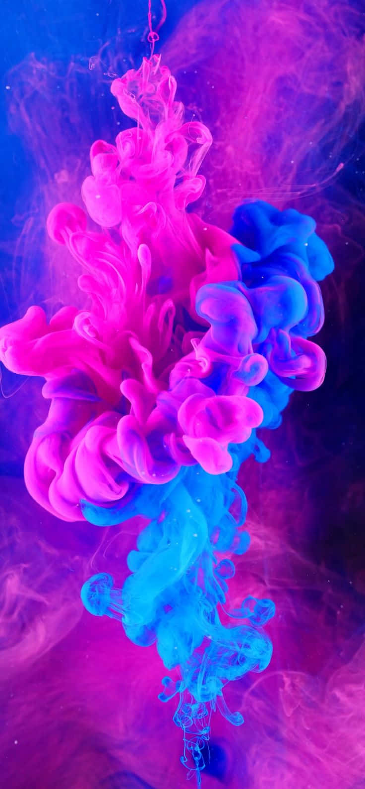 純白沙灘的天堂邂逅 壁紙 — 鮮豔的粉紅色和藍色墨水在水中戲劇性地旋轉，創造出抽象的顏色爆炸。