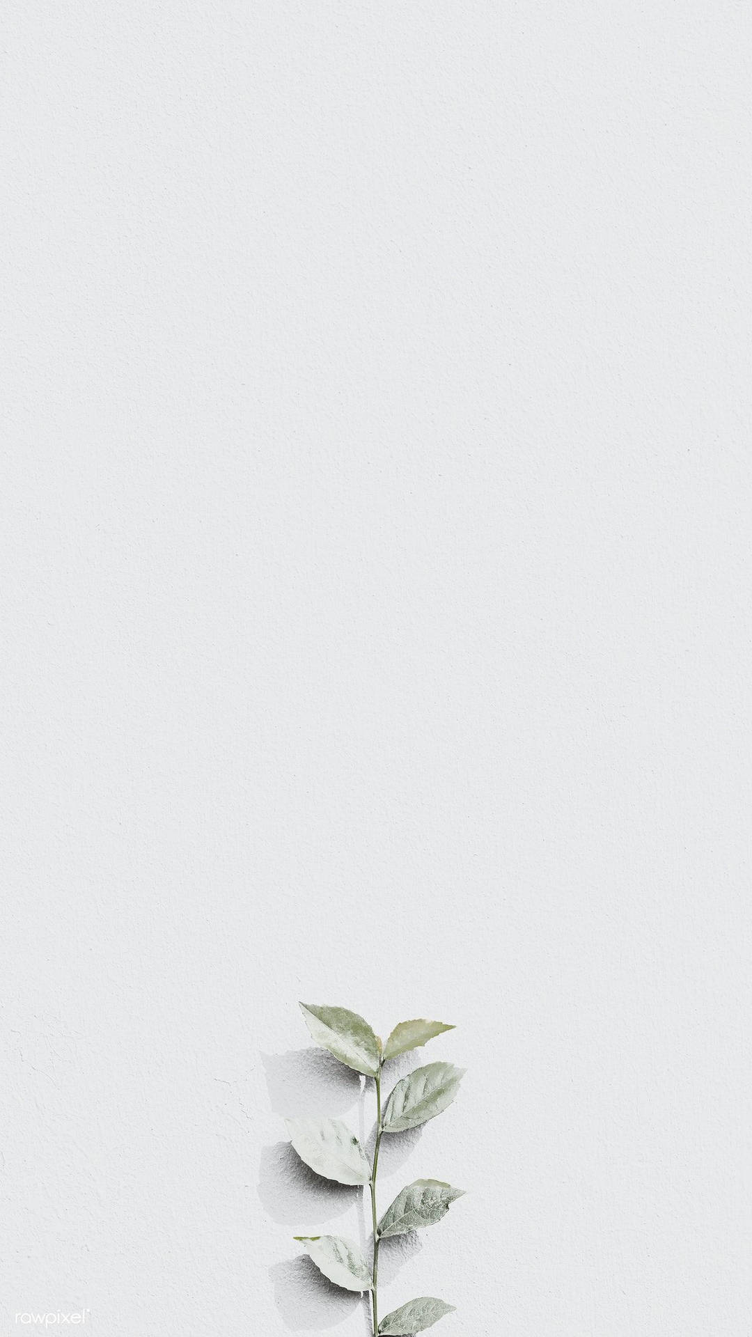 一條小綠色樹枝襯托在白色紋理牆前。