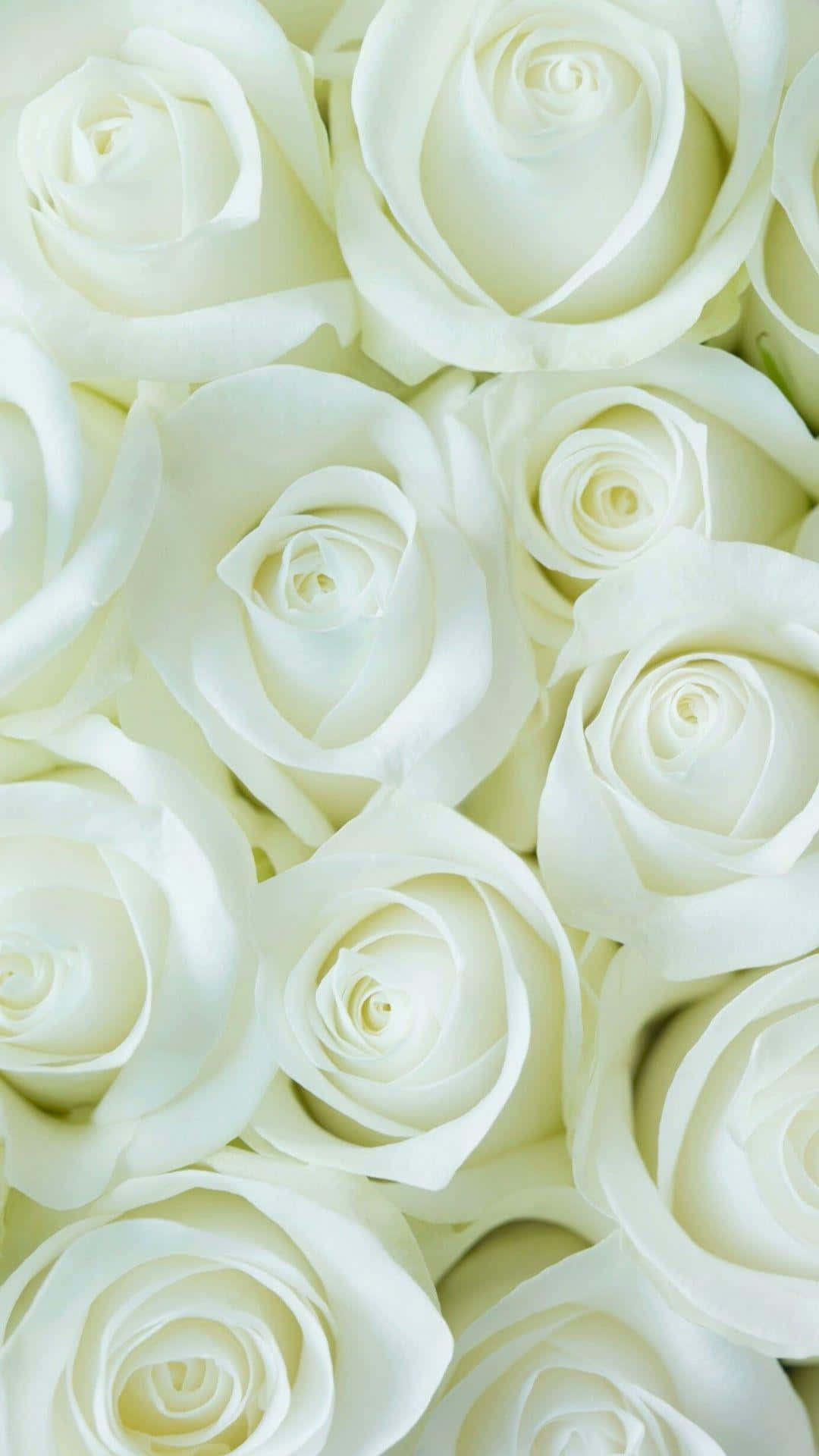 White Flowers 桌布 壁紙 — 純白玫瑰的特寫，柔軟的花瓣和溫和的曲線充滿畫面。