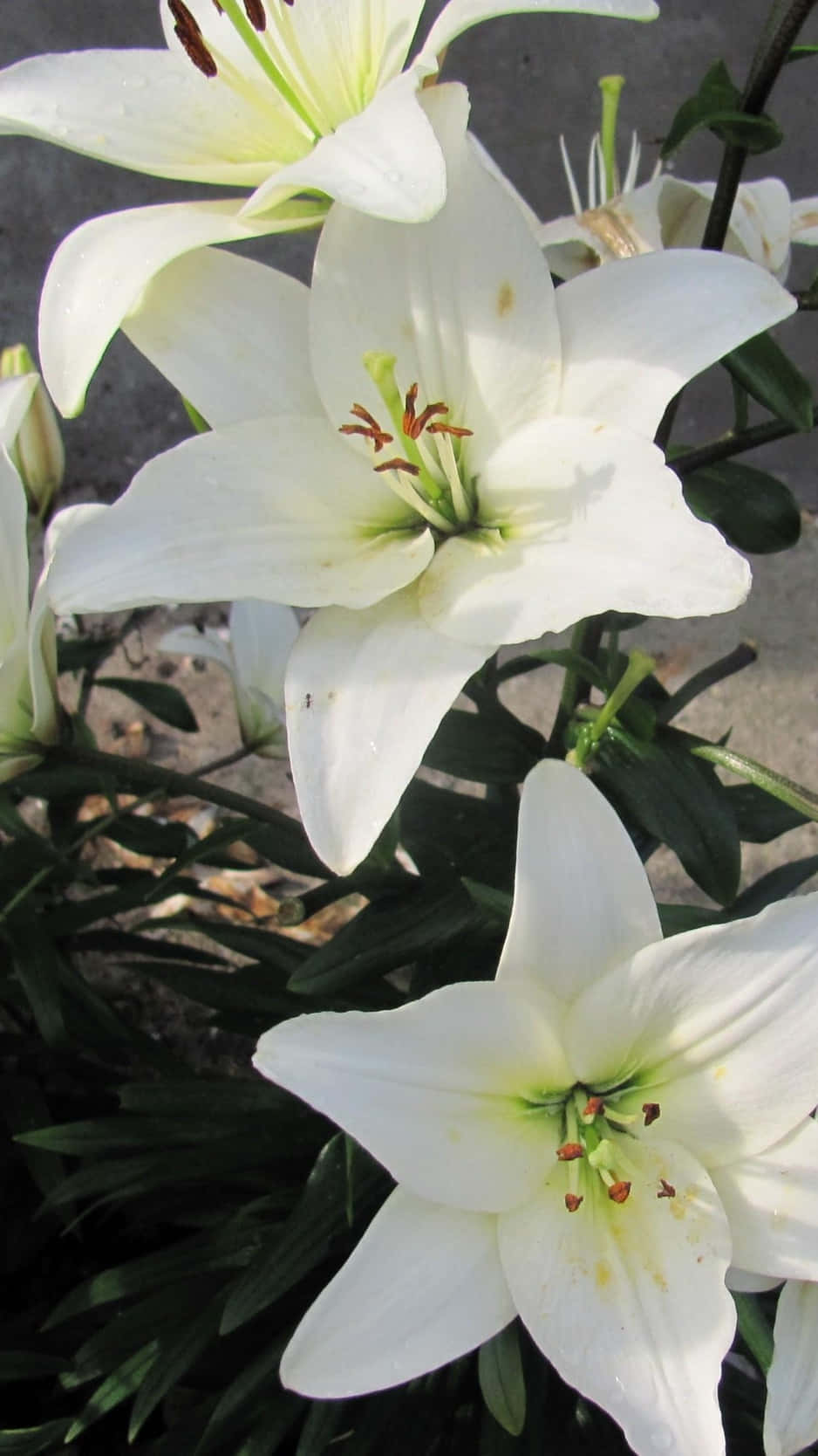 純白百合花 壁紙 — 純白百合的特寫，帶有綠色花心和深綠色葉子，背景為模糊的灰色。