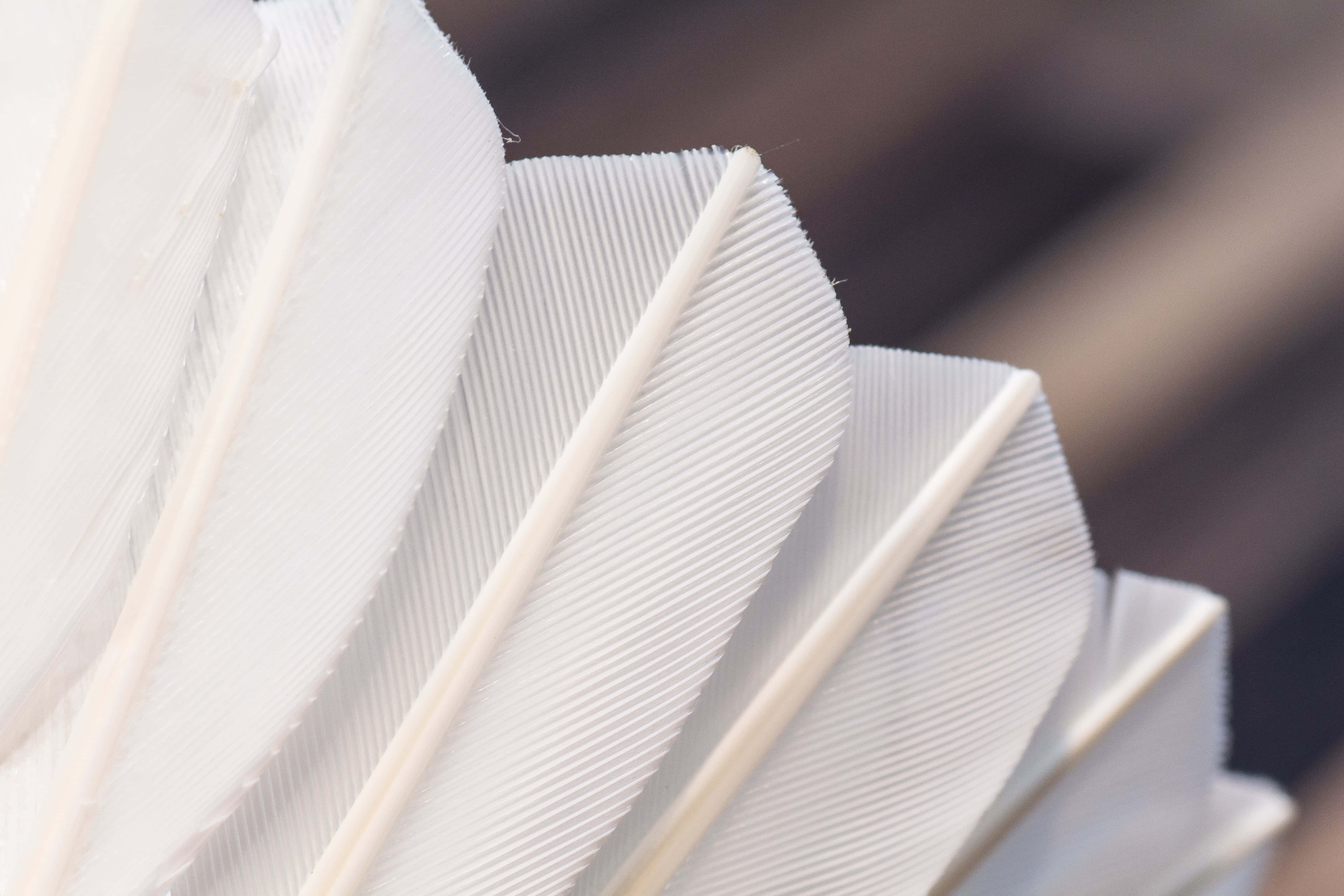 Badminton 桌布 壁紙 — 純白羽毛嘅特寫，帶有精緻嘅羽枝同柔軟自然質感。
