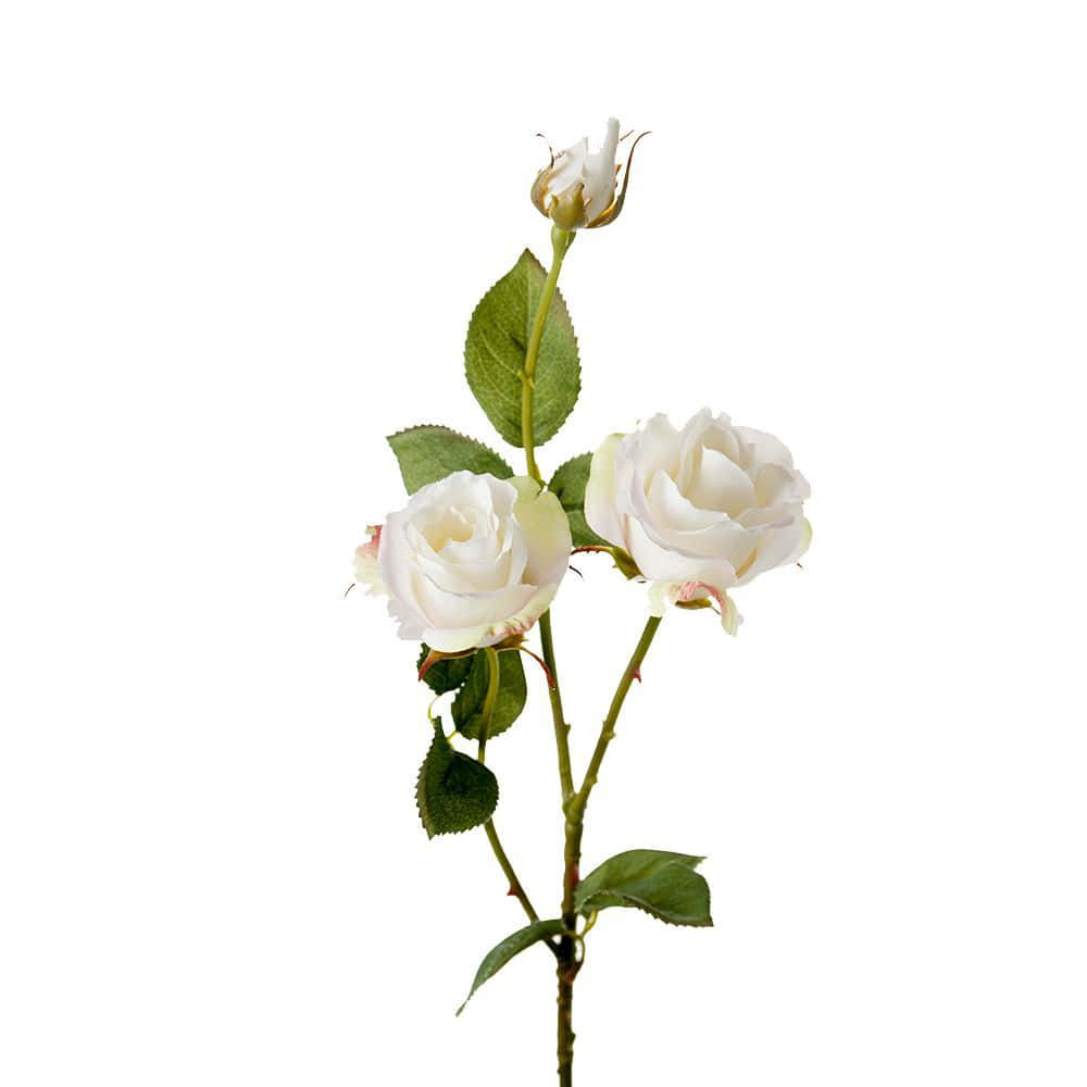 Single Rose 桌布 壁紙 — 純白背景上，一枝精緻的白玫瑰莖，帶有兩朵盛開的花朵和一個花蕾。