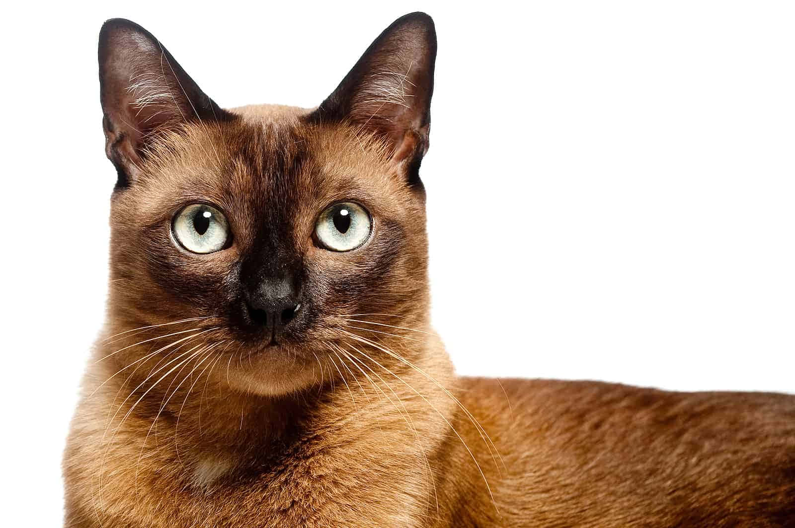Burmese Cat 桌布 壁紙 — 純白背景上，一隻擁有引人注目的藍眼睛和深棕色重點色的暹羅貓特寫。