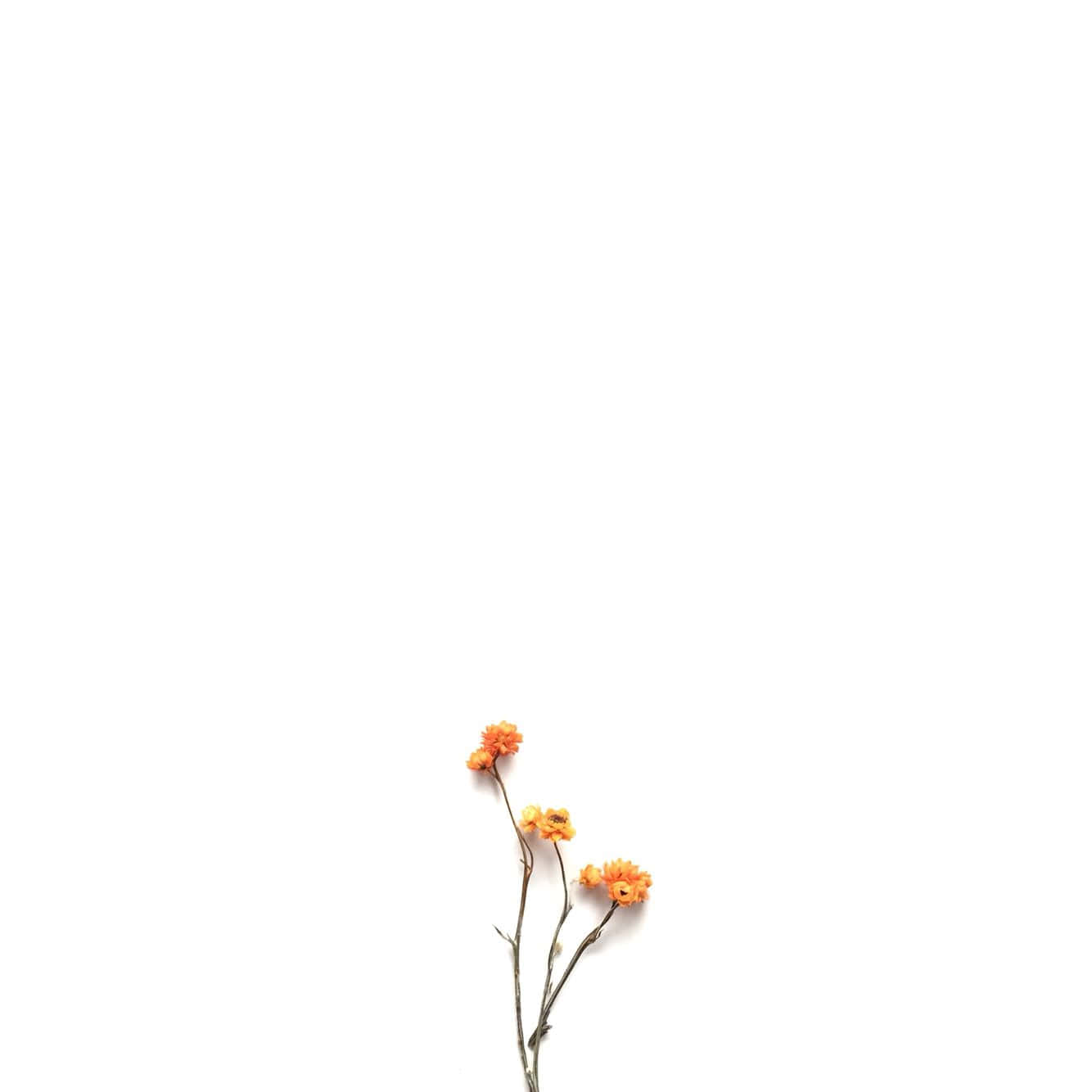 純白背景上的絢麗白花 壁紙 — 一束精緻的乾燥橙色花朵，纖細的花莖，襯托在純白背景上。