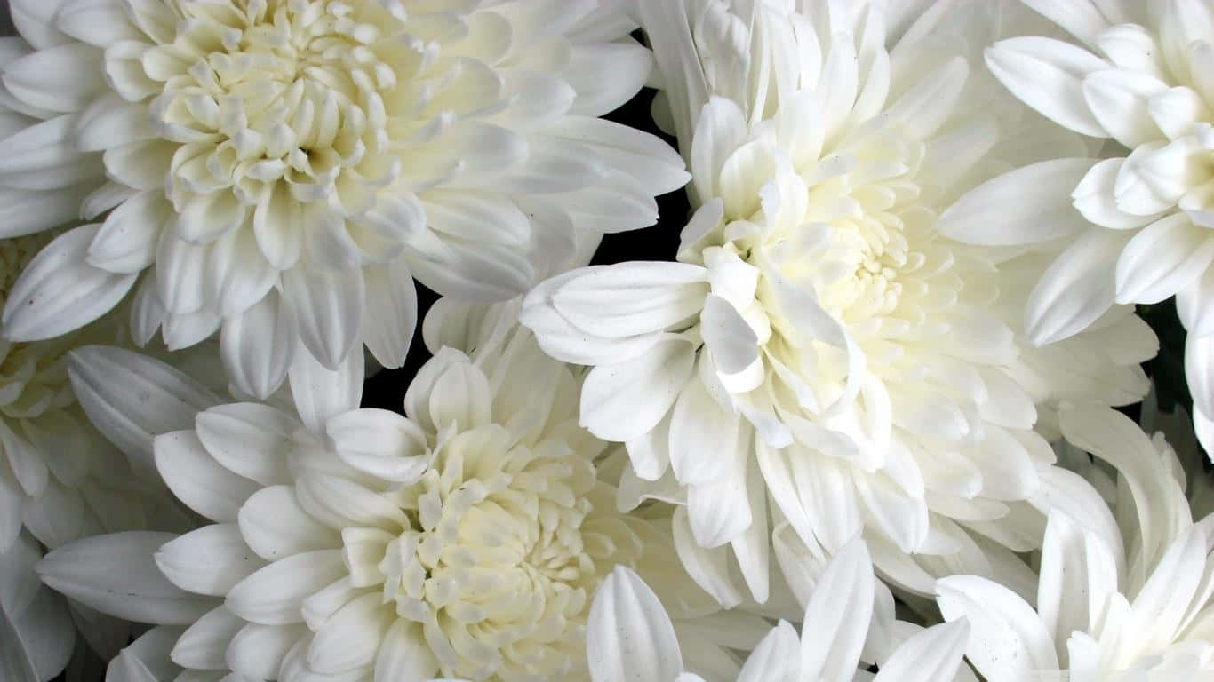 White Flowers 桌布 壁紙 — 純白菊花層層花瓣的特寫，背景為深色。