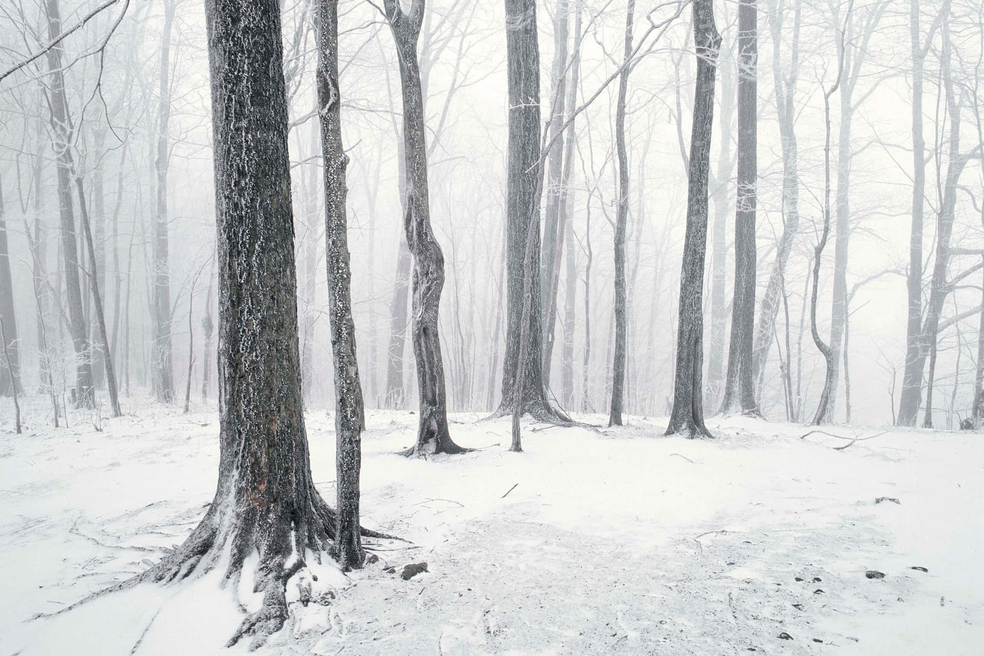 霧氣瀰漫的冬季景色中，白雪覆蓋的森林與裸樹。