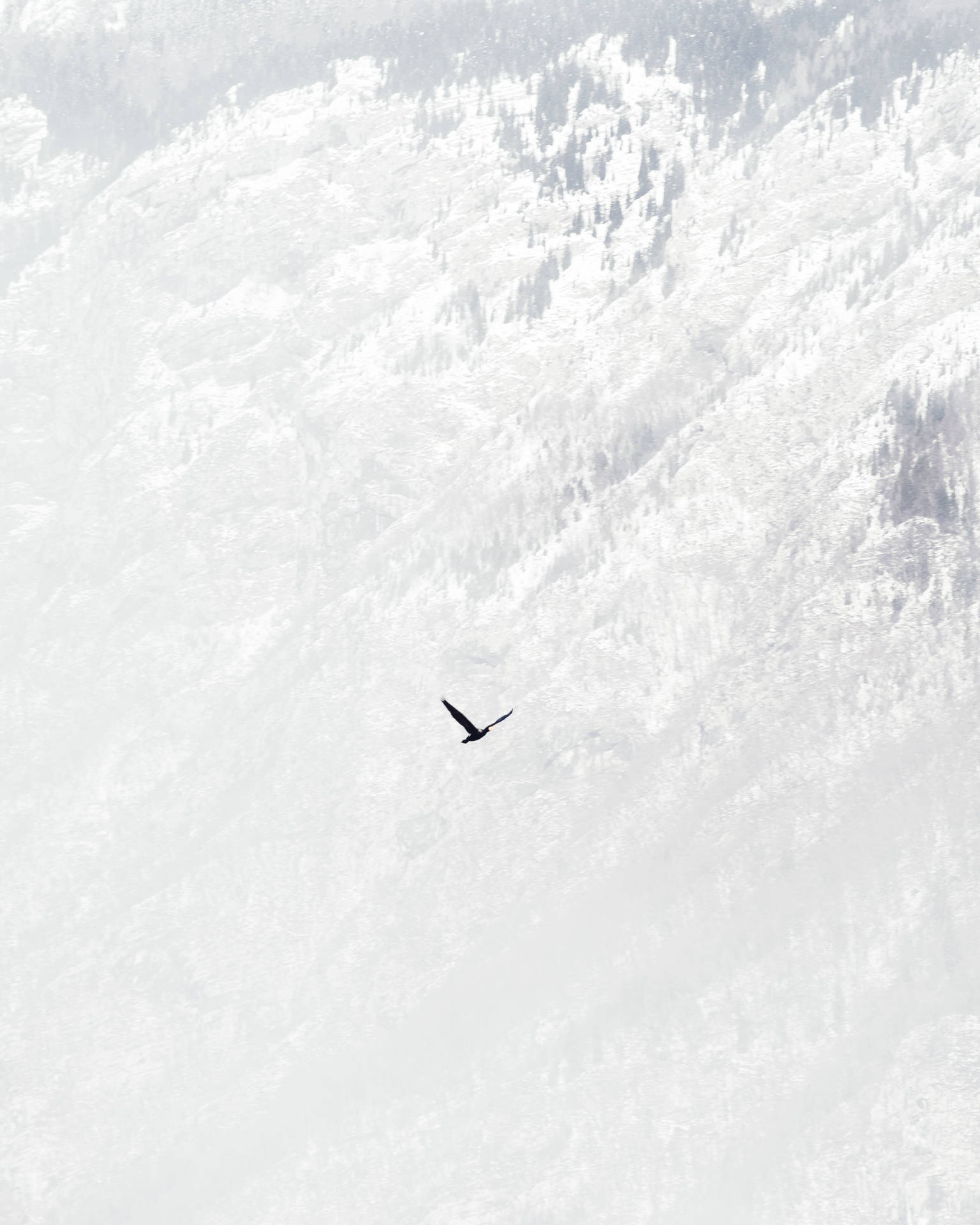 一隻鳥在朦朧的冬日天空中飛越雪山。