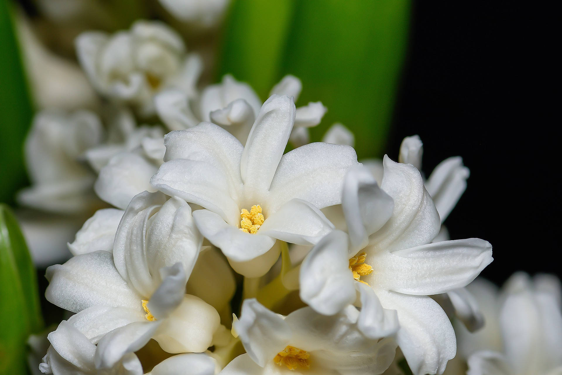 純白風信子花 壁紙 — 白色風信子花朵特寫，帶有黃色花心，襯托深色背景和綠色莖幹。