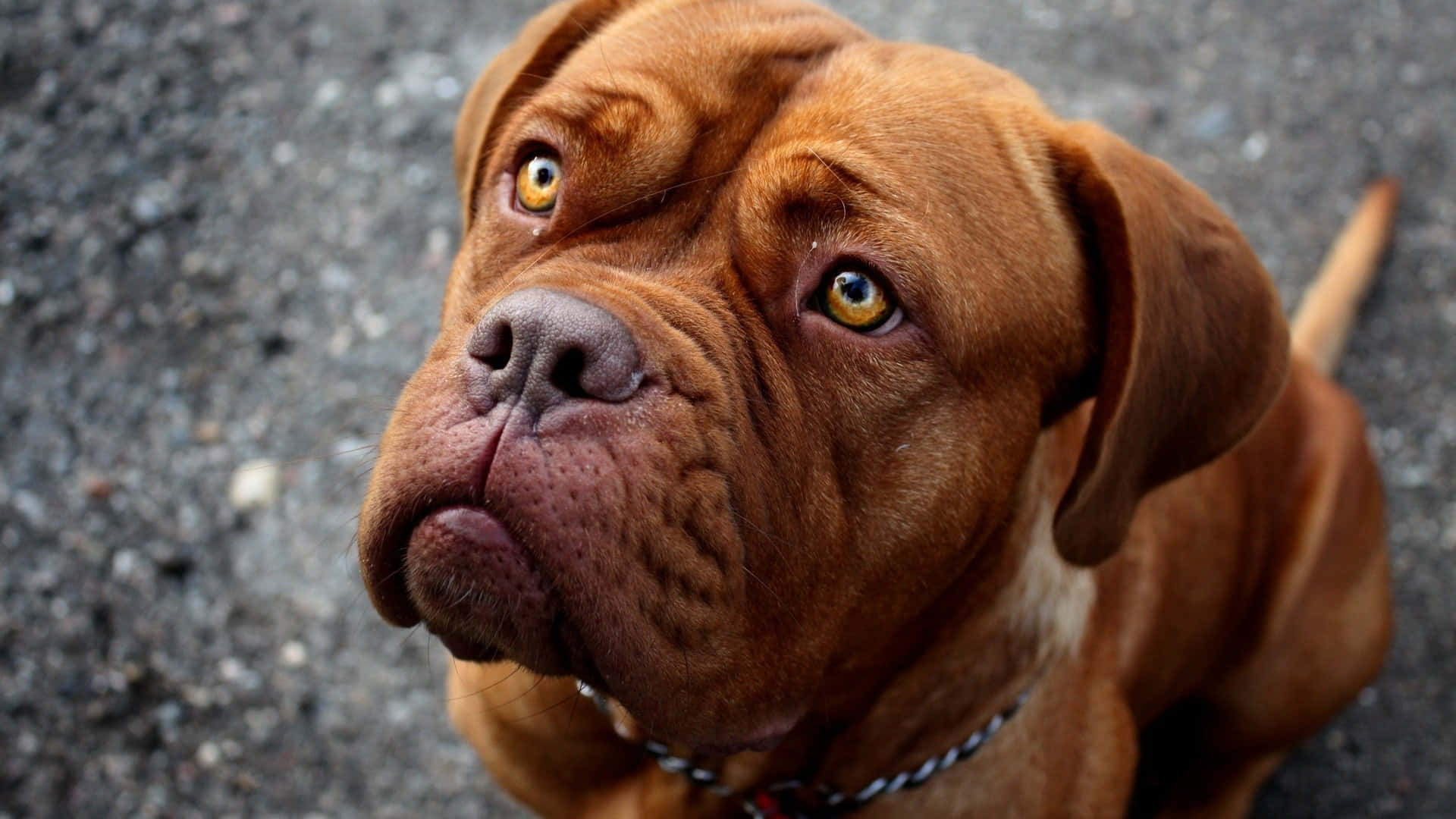 純真鬥牛犬圖片 壁紙 — 一隻皺皮棕色狗在碎石表面上向上望嘅特寫，佢有金色眼睛。