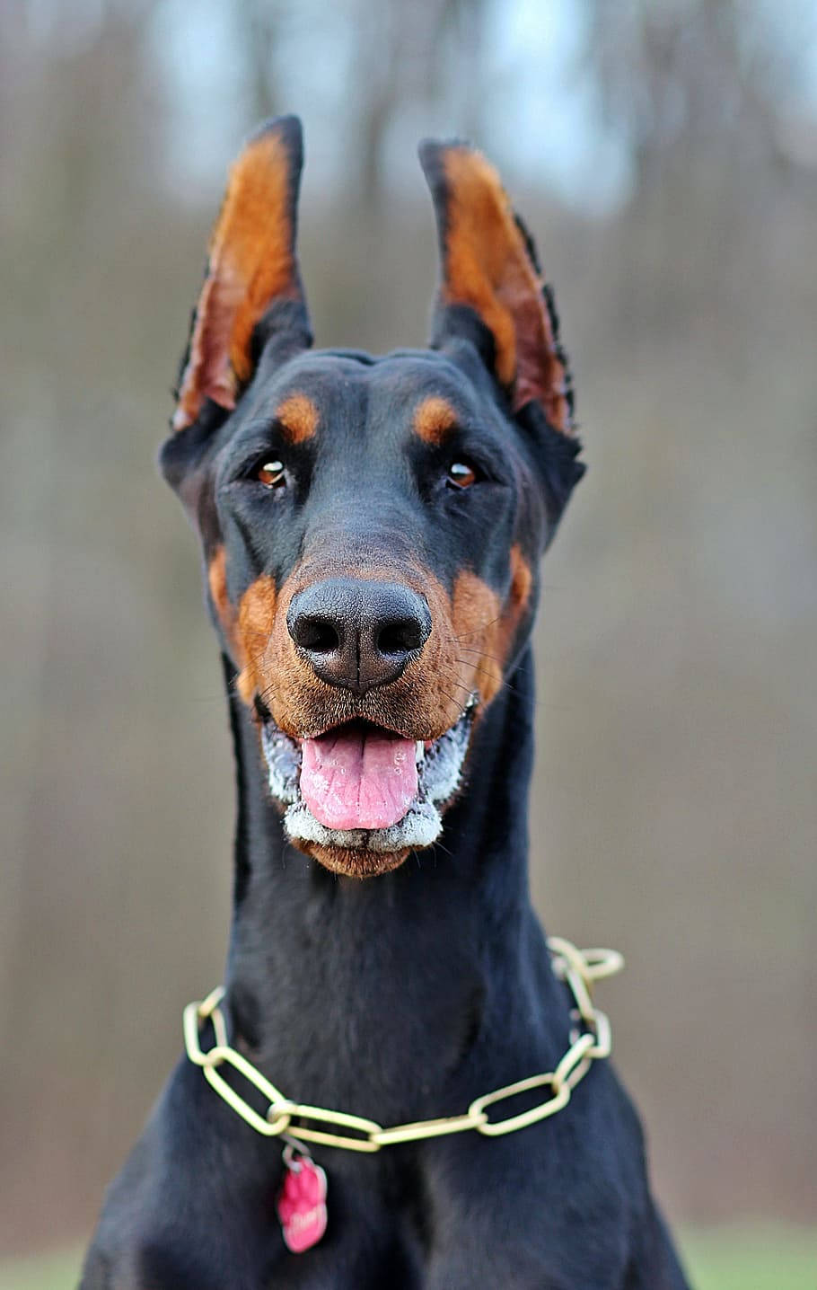 一隻戴著金色鏈條項圈的黑色和棕色杜賓犬在戶外顯得警覺。