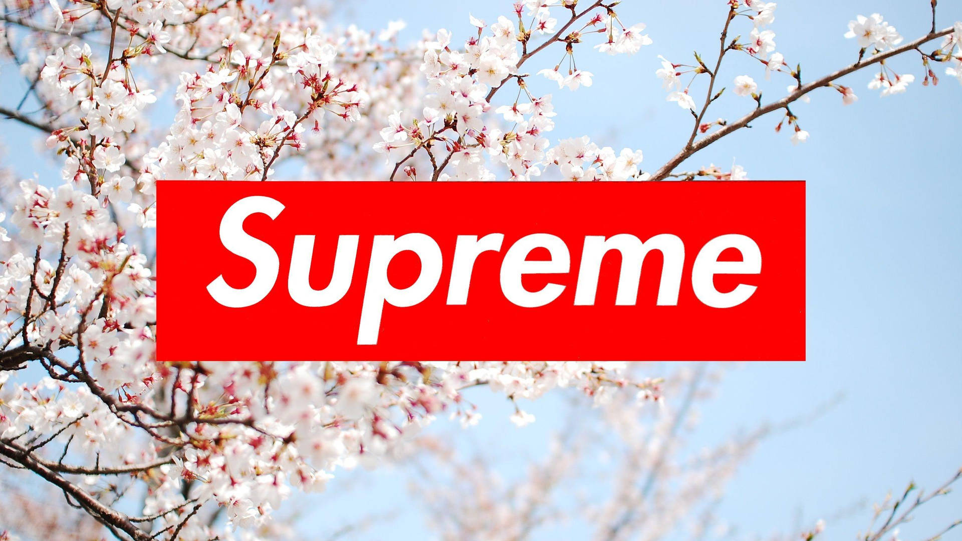 純紅 Supreme 筆記型電腦壁紙 壁紙 — 一個紅色Supreme標誌覆蓋在盛開的櫻花上，背景是清澈的藍天。