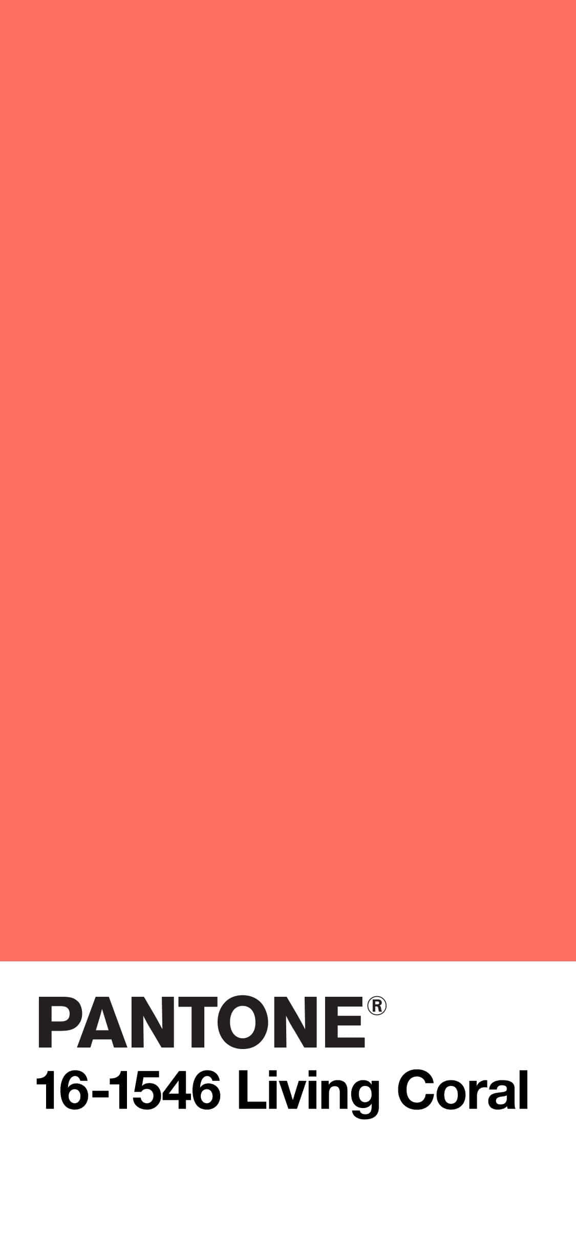 珊瑚 桌布 壁紙 — 純色Pantone Living Coral色板，黑色文字標示色調16-1546。