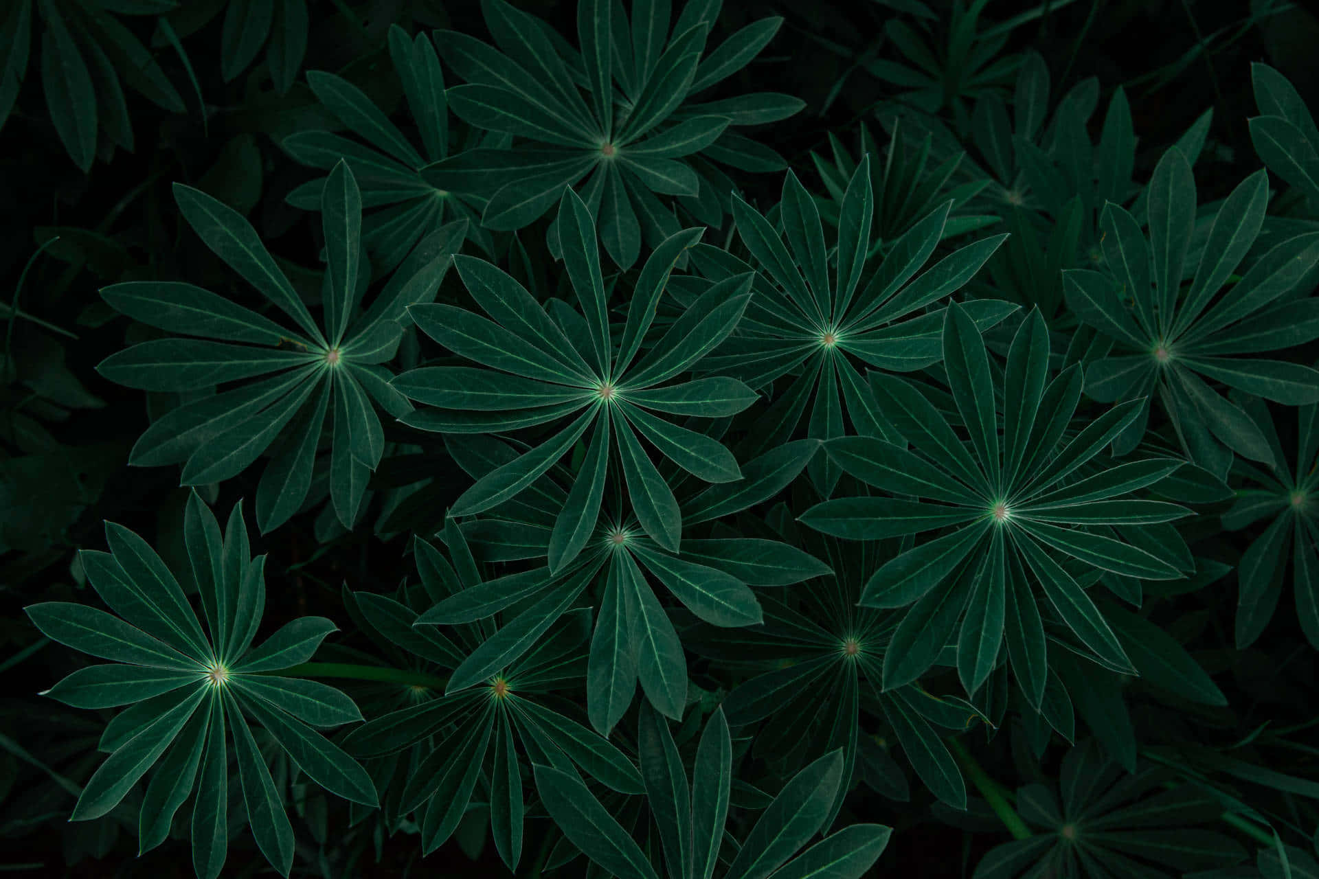 深綠色羽扇豆葉片在茂密葉叢中呈放射狀對稱。