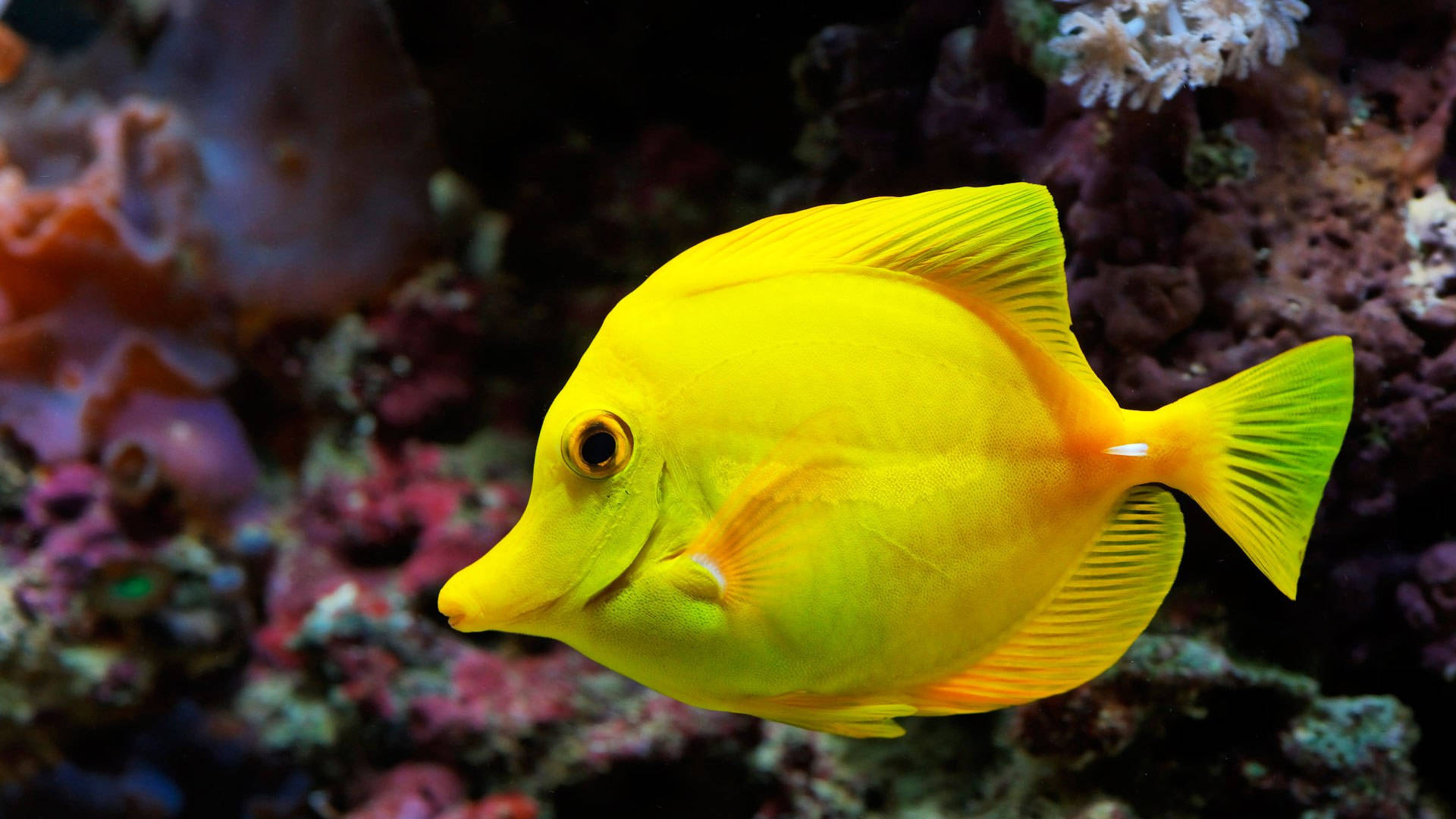 純黃冷色魚 壁紙 — 一條充滿活力的黃色刺尾魚在熱帶海底場景中，優雅地在色彩繽紛的珊瑚礁間游動。
