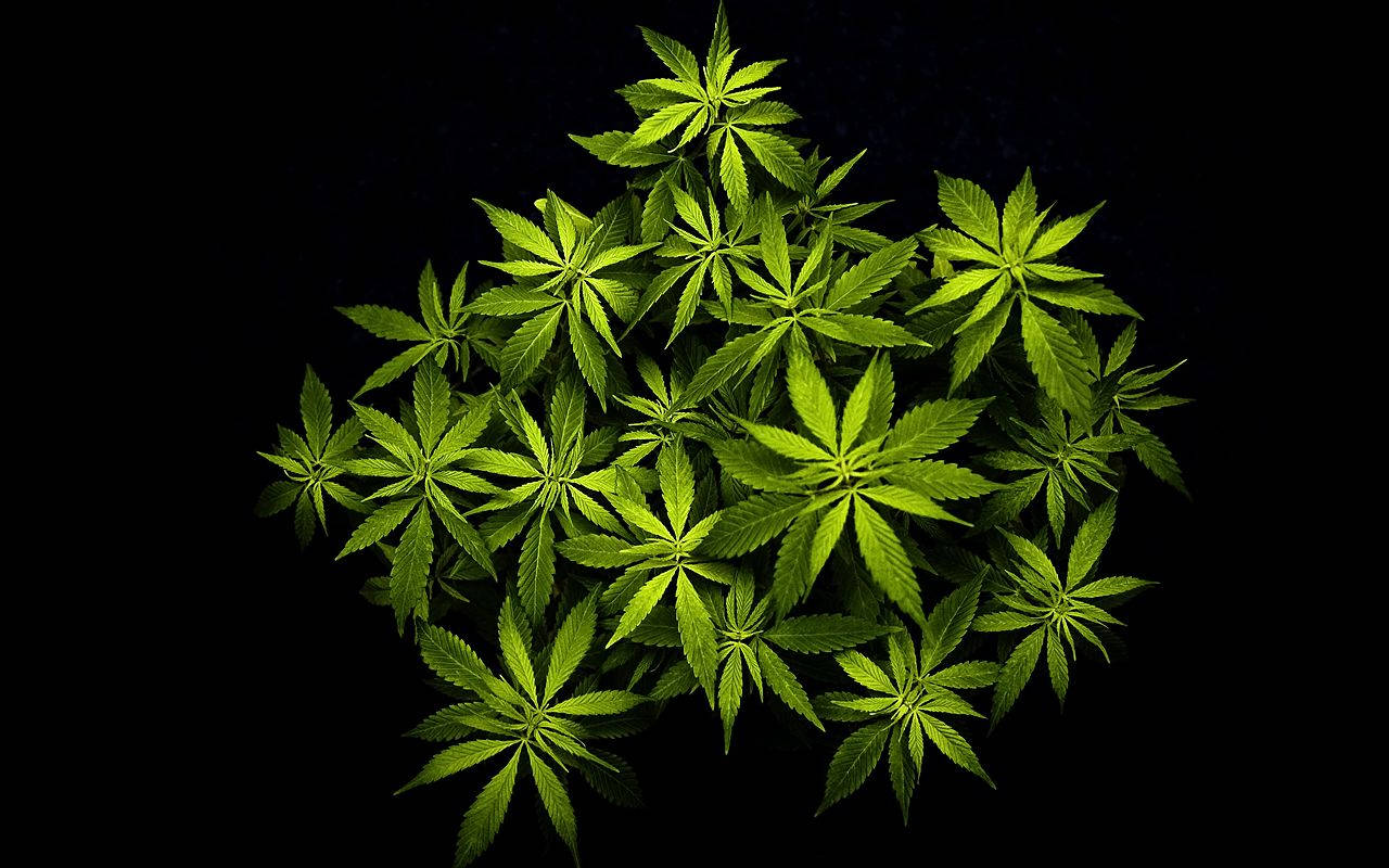 黑色背景上的一簇亮綠色大麻葉。