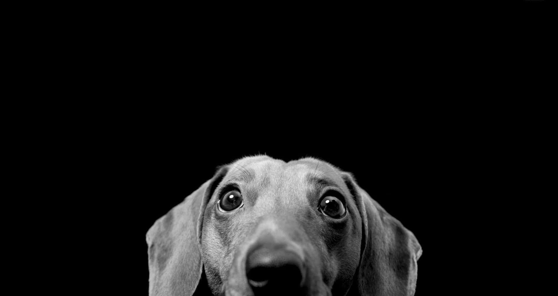 dachshund 桌布 壁紙 — 純黑色背景下臘腸犬臉部的特寫黑白肖像，眼睛又大又好奇。