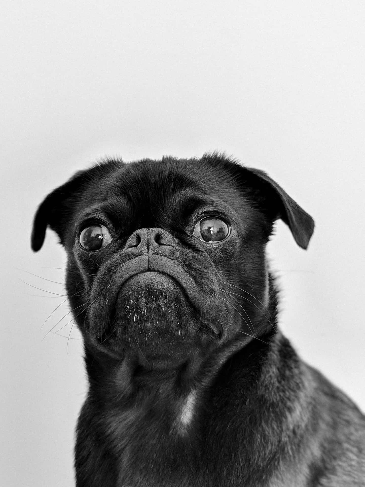 黑色八哥犬在工作室肖像中睜大眼睛向上看。