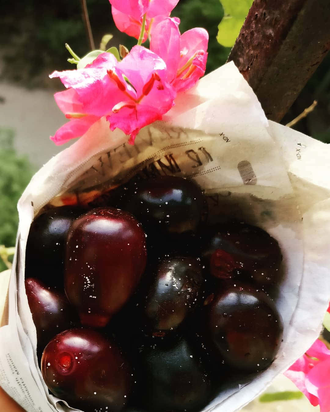 紙包裝的新鮮 Java 梅 壁紙 — 光澤深紫色紅棗的特寫，藏在報紙中，鮮豔的粉紅色花朵從頂部探出頭來。