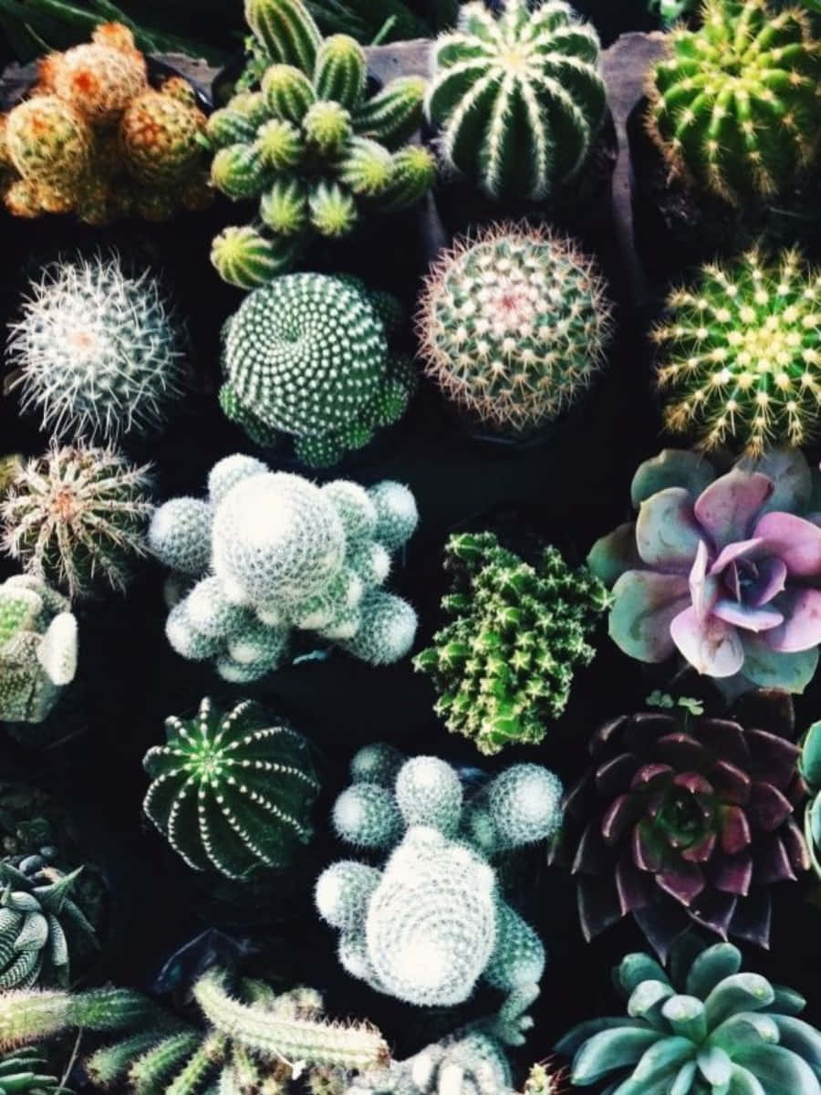 索諾蘭沙漠中的異國植物風景 壁紙 — 一張充滿活力的俯拍照片，展示各種形狀和顏色的仙人掌和多肉植物，背景為深色。