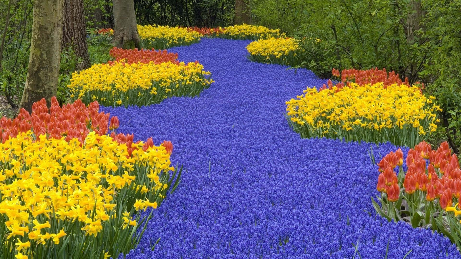 紫、橙、黃色花園圖 壁紙 — 一條蜿蜒的藍鈴花小徑穿過充滿活力的花園，兩旁種滿了黃色水仙花和紅色鬱金香，上方是綠樹成蔭。