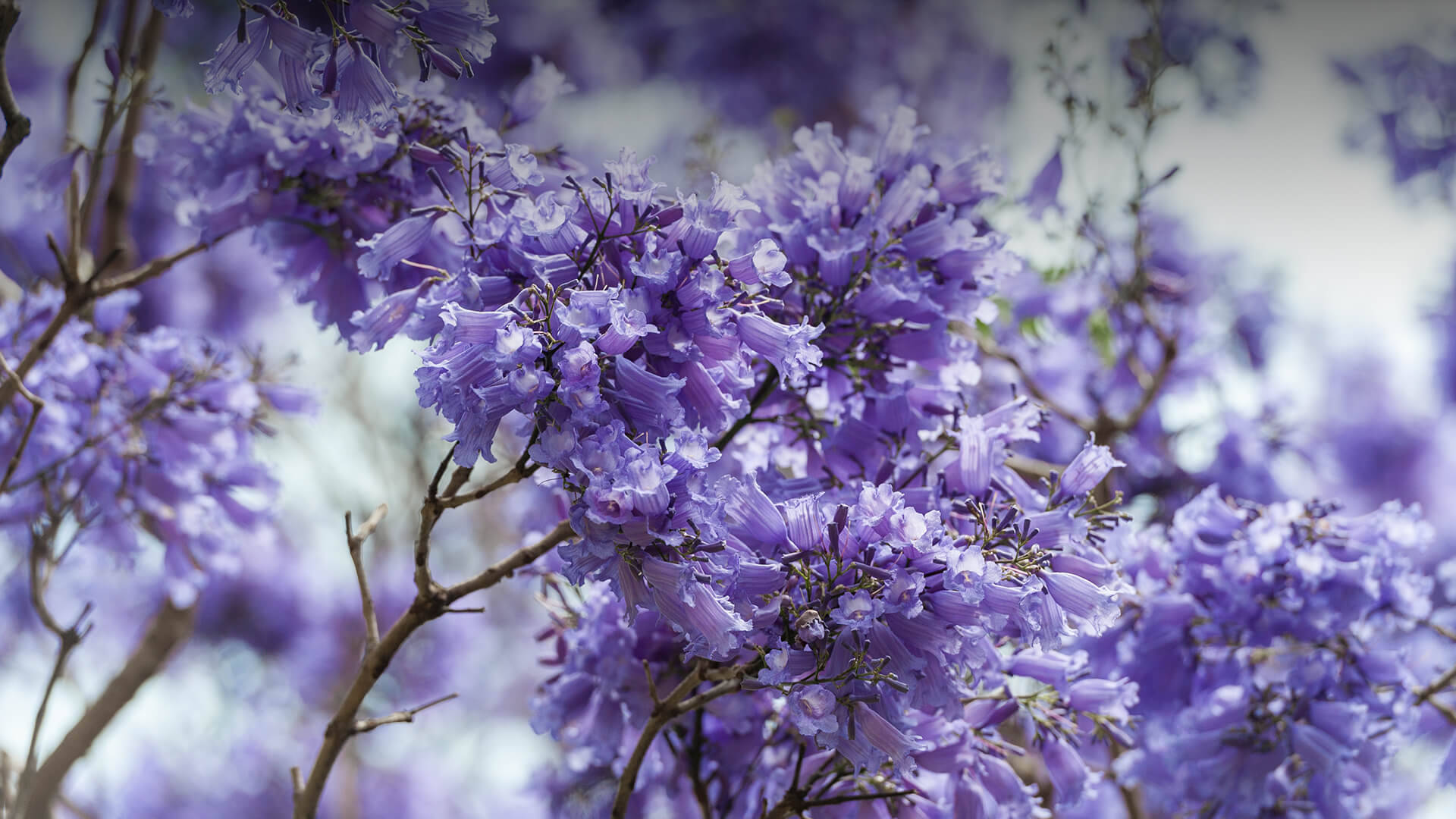 紫樹紫花 壁紙 — 鮮豔的紫色藍花楹花朵在纖細的枝條上密集簇生，背景是柔和模糊的天空。
