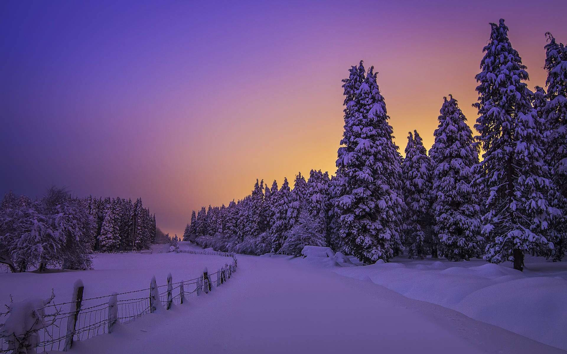 暮色中松樹林中的雪徑，紫色和橙色天空