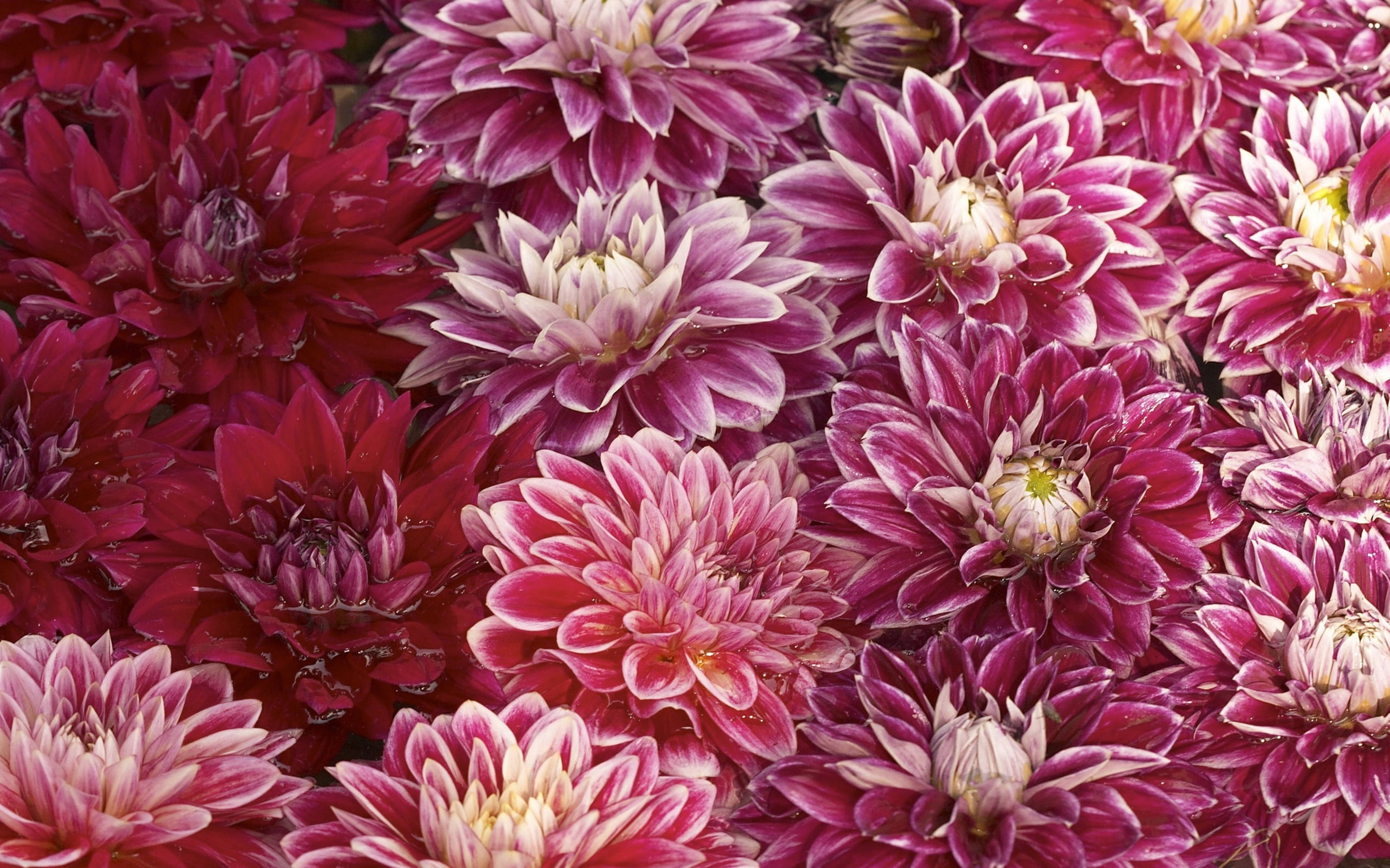 紫紅色菊花花蕾 壁紙 — 一簇密集嘅鮮豔紫紅色同白色大麗花，花瓣上嘅露珠閃閃發光。
