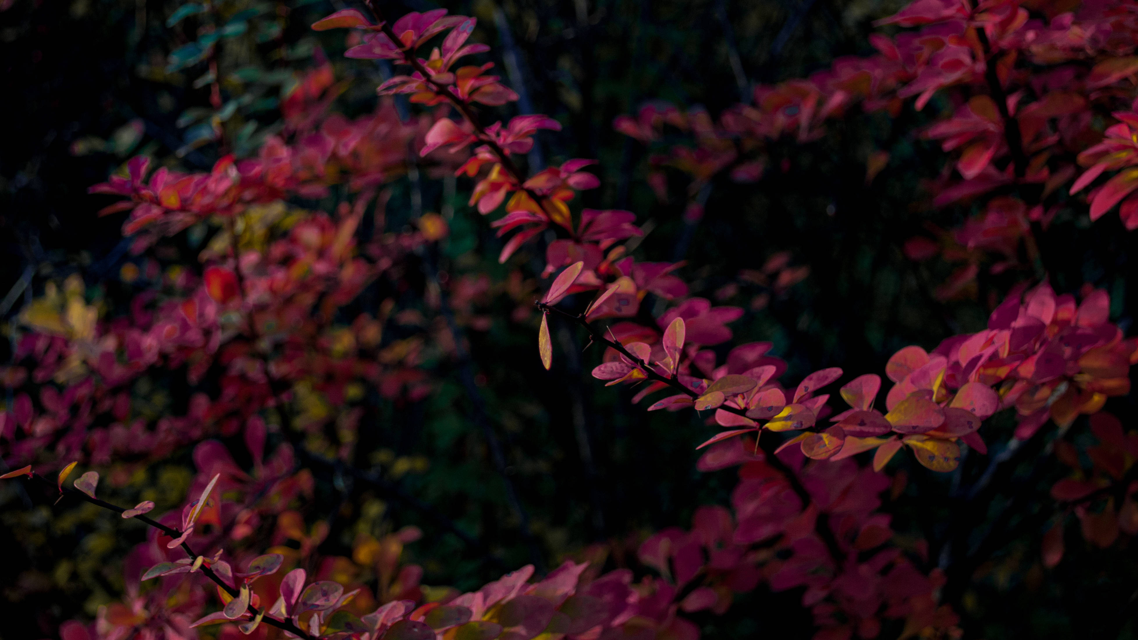 紫紅葉Mac 4K 壁紙 — 鮮豔的洋紅色和黃色葉子在秋天昏暗模糊的森林背景下柔和地發光。