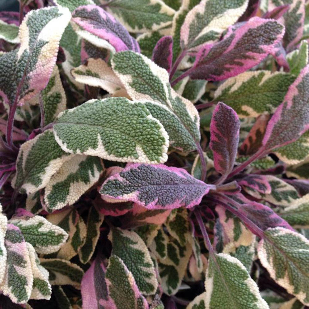 紫綠 sage 植物 壁紙 — 色彩繽紛嘅雜色鼠尾草葉特寫，帶有綠色、粉紅色同奶油色圖案同絨毛質感。