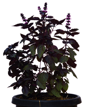紫羅勒盆栽植物 壁紙