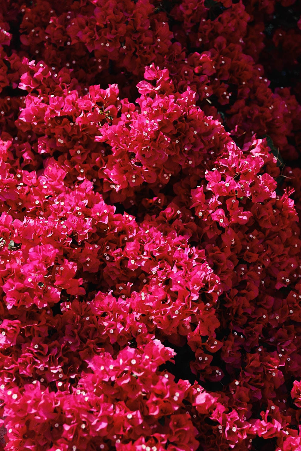 紫羅蘭之悅——雞蛋花盛開之美 壁紙 — 鮮豔的洋紅色九重葛花朵密集地簇擁在暗影中，形成茂密而有紋理的花卉掛毯。