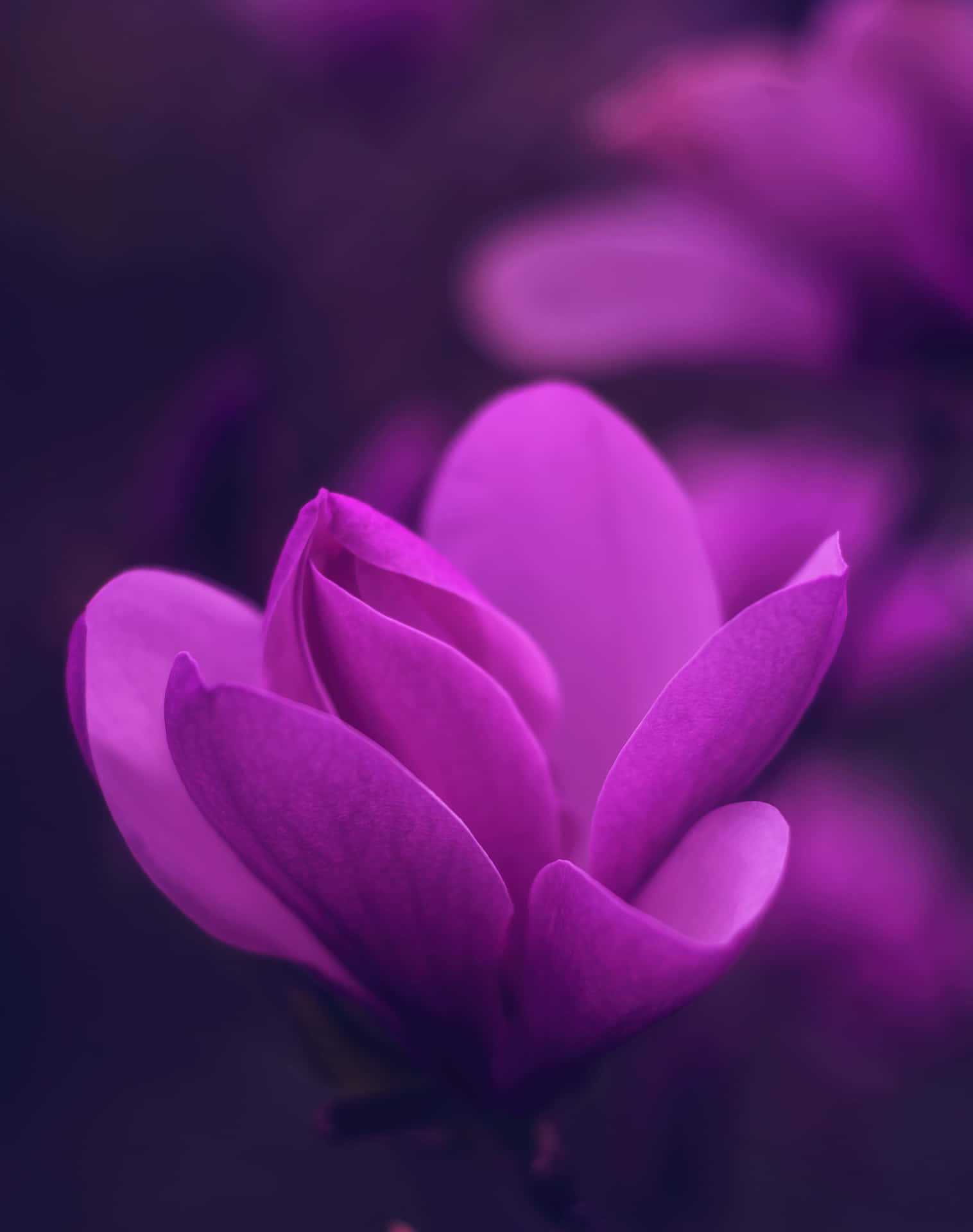 一朵鮮豔紫色木蘭花，柔焦背景模糊。