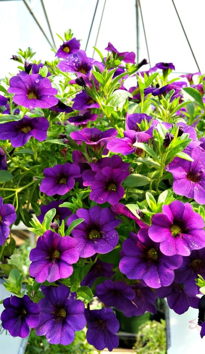 紫色 Calibrachoa 花朵照片 壁紙 — 鮮豔的紫色矮牽牛花帶著露珠，在明亮的天空下於掛籃中茂盛綻放。