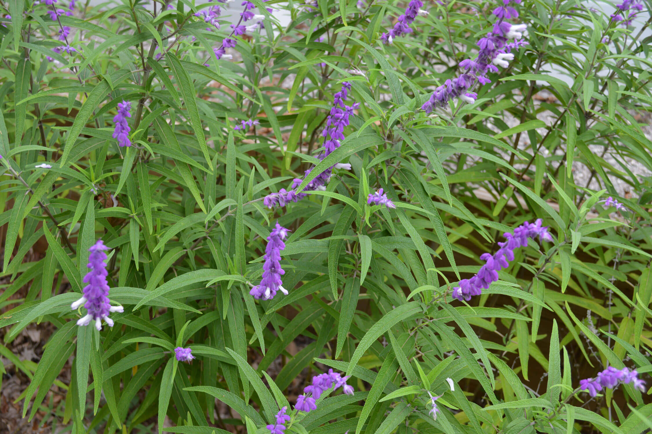 紫色 Sonoma sage 植物 壁紙 — 鮮豔的紫色花穗在茂密的綠色長葉間密集綻放，形成一個鬱鬱蔥蔥的花園花壇。